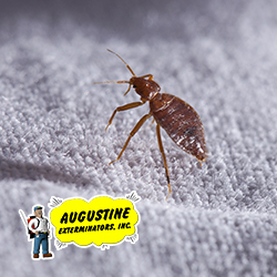 Augustine Exterminators, Inc