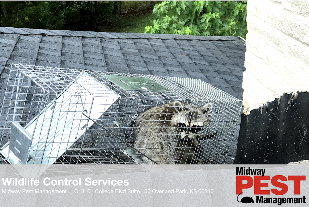 Midway Pest Management LLC